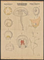 (Typus) Coelenterata, Hohl-oder Hohl pflanzenthiere. (Classe) Hydromedusae, Hydromedusen, (Ordnung) Medusae craspedotae, Medusen mit Velum
