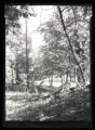 Pileated Woodpecker background, landscape
