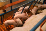 Pigs raised on partial DDGS diet.