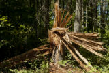 Blow down of old red and white pines on the Chippewa National Forest, Minnesota, in July, 2012.