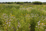 Alternative crops and plants in Midwest cropping systems.