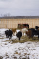 Bovine TB research and control in northern Minnesota, to prevent spread of disease between livestock (primarily cows) and wild deer.