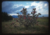 Cactus near Acoma Pueblo, New Mexico