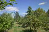 New Ulm, Apeeling Orchard, apples developed by the University of Minnesota.