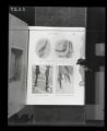 Feet comparison to, birds and mammals, illustration from William Beebe, "The Birds Its Form and Function"