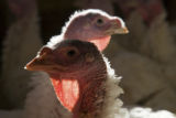 Turkey research, flock at Rosemount Research and Outreach Center, University of Minnesota.
