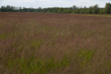 Turf grass seed production field, near harvest time.