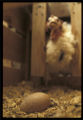 Turkey reproduction research.