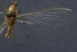Potamanthidae Anthopotamus sp.