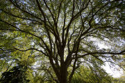 The original 'St. Croix' elm tree near Afton, Minnesota. Resistant to Dutch elm disease.