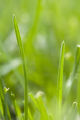 Turf grass research. Turf grass research.