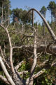 Blow down of old red and white pines on the Chippewa National Forest, Minnesota, in July, 2012.