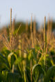 Corn tassels at the University of Minnesota, West Central Research and Outreach Center, Morris, Minnesota.