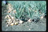 Onion Harvest