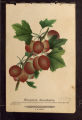 Plate, Houghton Gooseberry