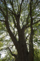 The original 'St. Croix' elm tree near Afton, Minnesota. Resistant to Dutch elm disease.