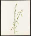 Lobelia spicata, Lam.