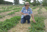 Shengrui Yao, horticulture researcher, with strawberry plants at the University of Minnesota, North Central Research and Outreach Center, Grand Rapids, Minnesota.