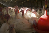 Turkey research, flock at Rosemount Research and Outreach Center, University of Minnesota.