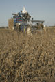 Soybean plots of University of Minnesota soybean researcher Seth Naeve for soybean production research.