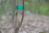 Apple breeding at the University of Minnesota.