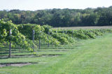 Milroy Vineyard near Redwood Falls, Minnesota.