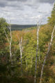Dead and dying birch trees. Forests and watersheds of Northeast Minnesota.