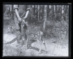 Fawn drinking from a bottle given by a man