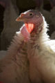 Turkey research, flock at Rosemount Research and Outreach Center, University of Minnesota.