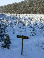 Balsam fir covered with snow at Christmas tree farm, Anoka County, Minnesota.