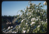 Snow on Oak