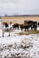 Bovine TB research and control in northern Minnesota, to prevent spread of disease between livestock (primarily cows) and wild deer.