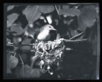 Red-eyed Vireo standing on nest