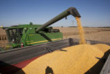 Combine harvesting corn at the University of Minnesota, Rosemount Research and Outreach Center.