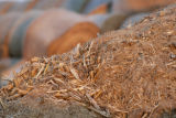 Biomass and wind power, alternative energy research at the University of Minnesota, West Central Research and Outreach Center, Morris.