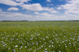 Flax field near Roseau, Minnesota.
