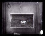 Prothonotary Warbler's nest in cigar box, large