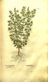 Ocimum basilicum (Labiatae)