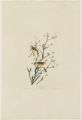 Plate 145 (Plate CXLV), Yellow Red-poll Warbler