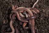 Earth worms. Earth worms.