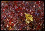 Blueberry plant in fall color.