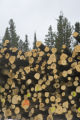 Aspen and other species logged during the winter and piled at landing ready for transport to mill in International Falls.