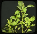 Amaranthus retroflexus