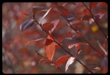 Blueberry plant in fall color.