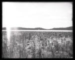 Lotus lily pond, looking toward open water