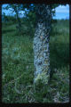 Lichens on West side of Bur oak at Agassiz dunes, Fertile, Minnesota