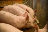 Pigs raised on partial DDGS diet.