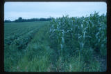 Soybean and Maize fields between Anoka and Johnsville