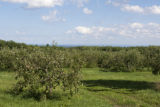 Old apple trees overlooking Lake Superior.