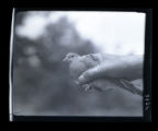 Bird banding with Frank W. Commons, dove in hand